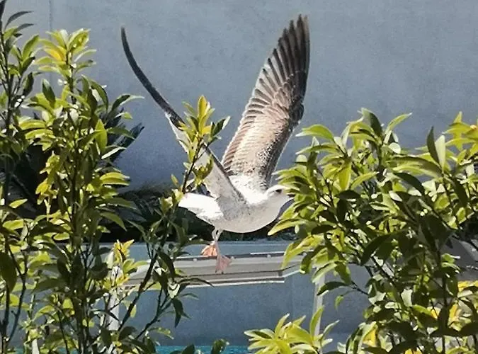 Omnia וילה זאדאר